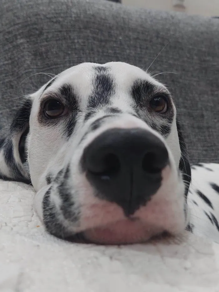 Cachorro ra a Dálmata idade 7 a 11 meses nome Frederico 