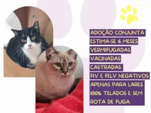 Gato raça SRD-ViraLata idade 2 a 6 meses nome Leticia e Leona