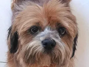 Cachorro raça Shitzu idade 7 a 11 meses nome Luke 