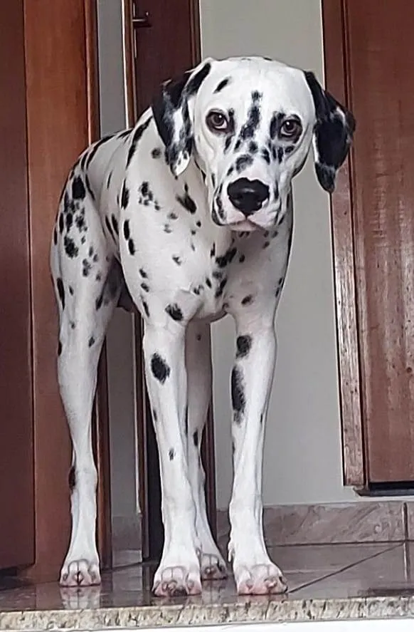 Cachorro ra a Dálmata idade 7 a 11 meses nome Frederico 