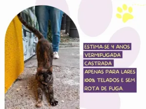Gato raça SRD-ViraLata idade 4 anos nome Polly