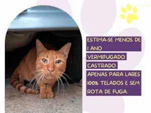 Gato raça SRD-ViraLata idade 1 ano nome Pudim