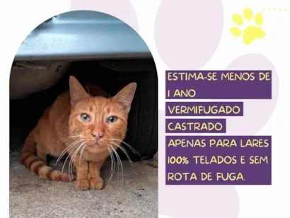 Gato raça SRD-ViraLata idade 1 ano nome Pudim