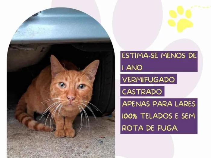 Gato ra a SRD-ViraLata idade 1 ano nome Pudim