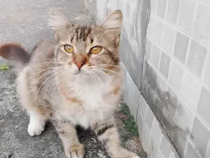 Gato raça SRD-ViraLata idade 2 a 6 meses nome Jasmim 