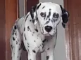 Frederico 