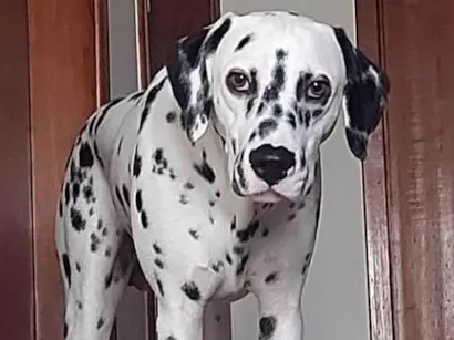 Cachorro raça Dálmata idade 7 a 11 meses nome Frederico 