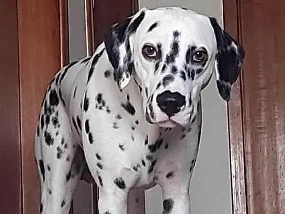 Cachorro ra a Dálmata idade 7 a 11 meses nome Frederico 