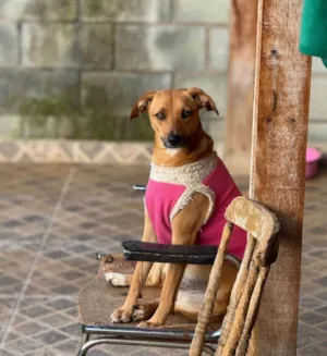 Cachorro raça SRD-ViraLata idade 1 ano nome Nina