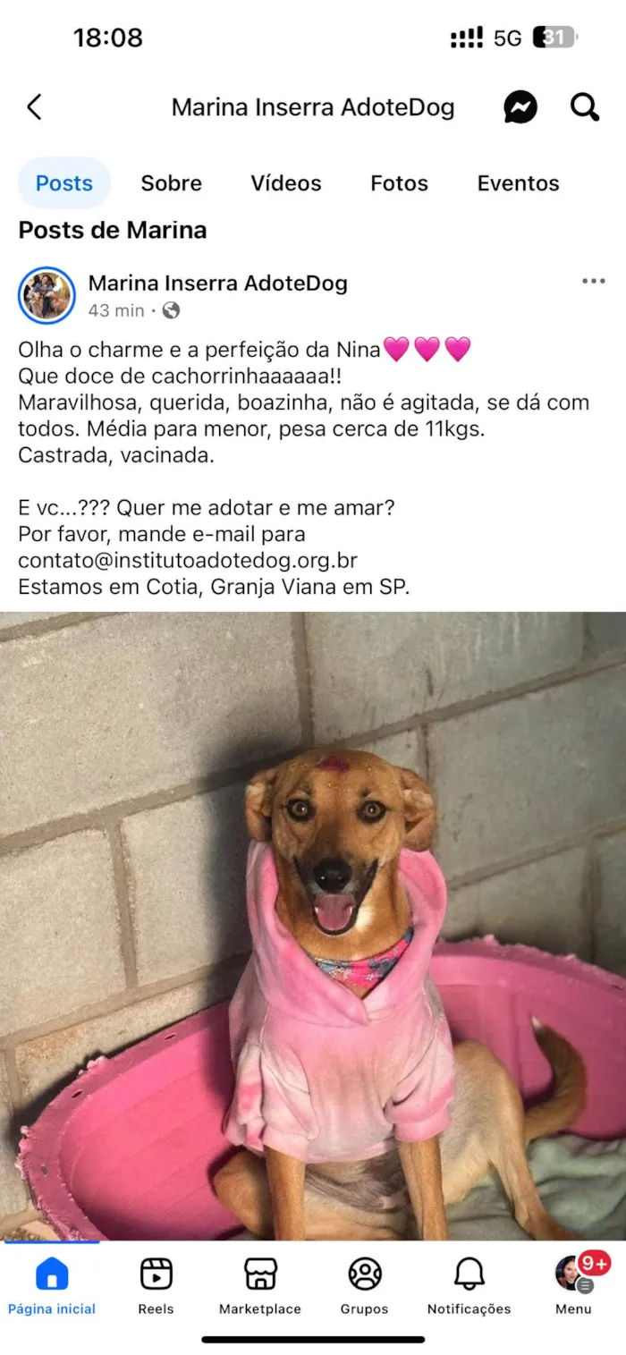 Cachorro ra a SRD-ViraLata idade 1 ano nome Nina