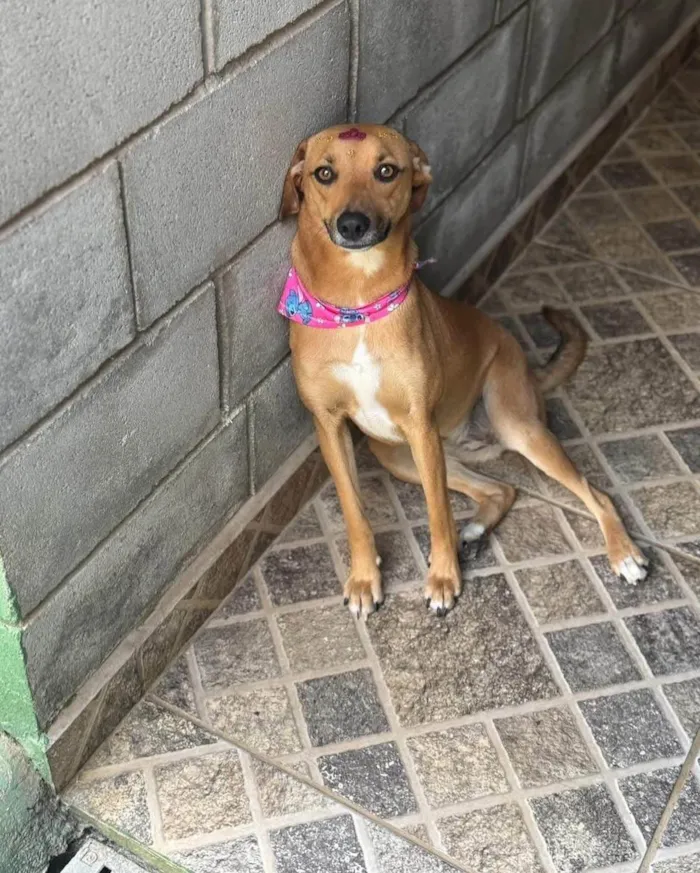 Cachorro ra a SRD-ViraLata idade 1 ano nome Nina