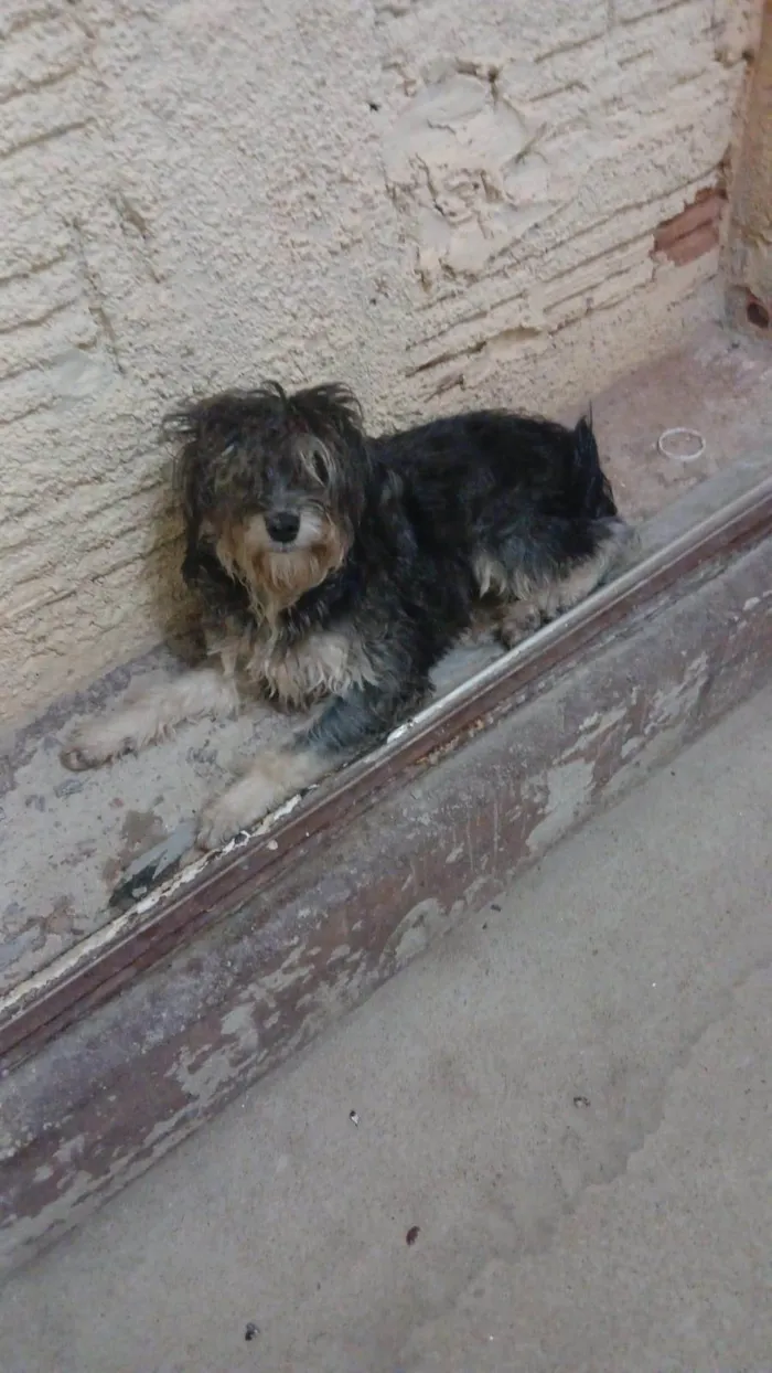 Cachorro ra a Shnauzer idade 1 ano nome Não sei o nome