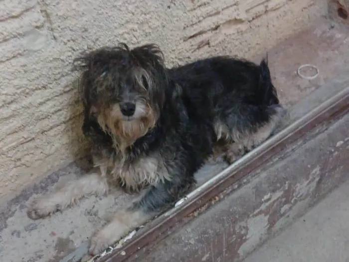 Cachorro ra a Shnauzer idade 1 ano nome Não sei o nome
