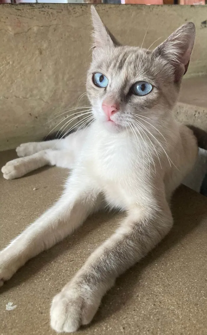Gato ra a SRD-ViraLata idade 2 anos nome Vaguinha