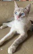 Vaguinha