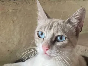 Gato raça SRD-ViraLata idade 2 anos nome Vaguinha