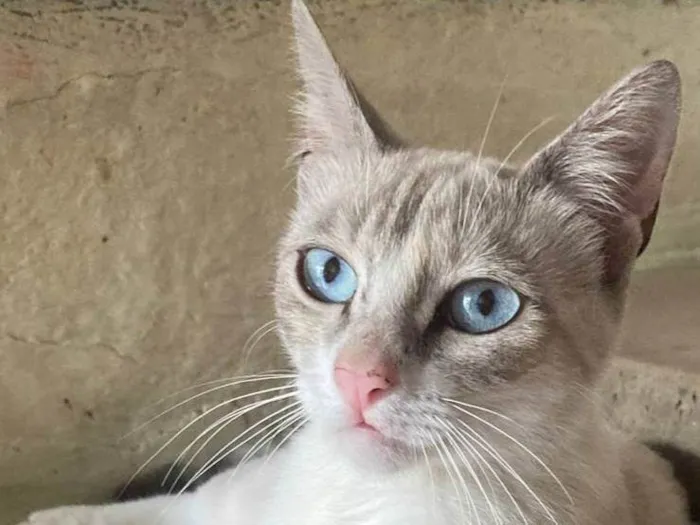 Gato ra a SRD-ViraLata idade 2 anos nome Vaguinha