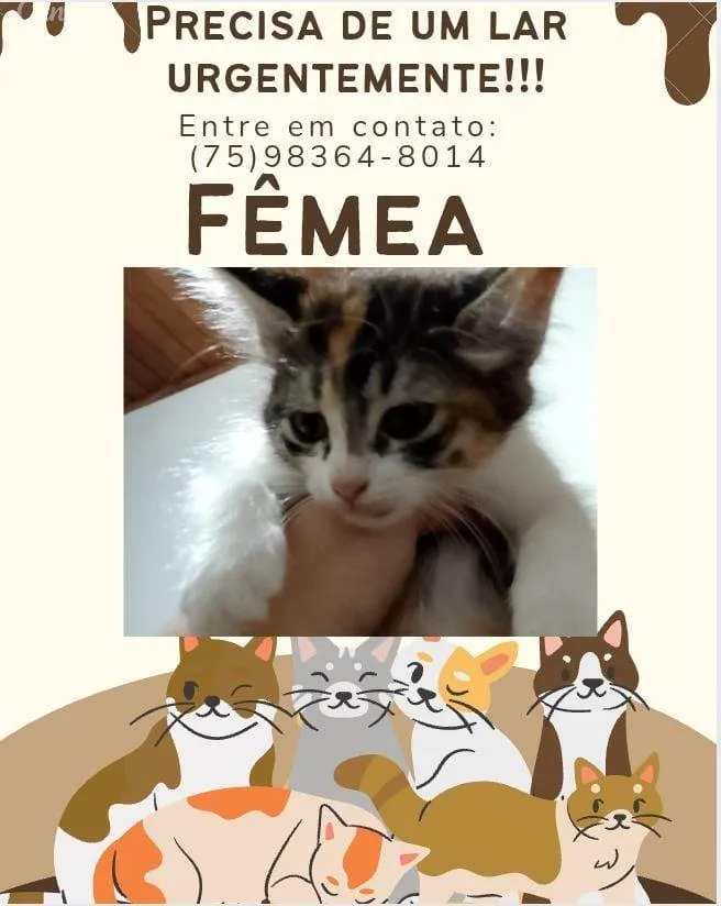 Gato ra a Exótico idade 2 a 6 meses nome Lindinha 