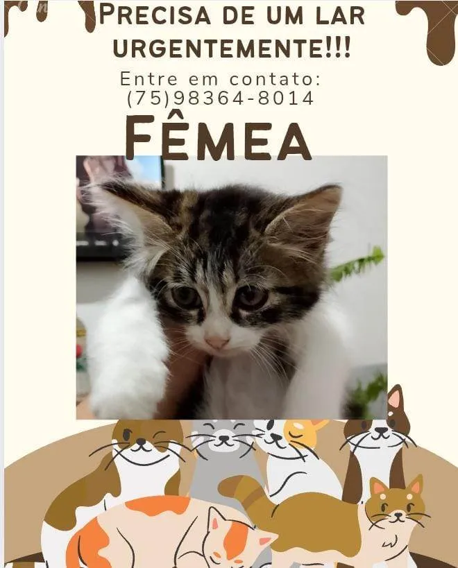 Gato ra a Exótico idade 2 a 6 meses nome Docinho