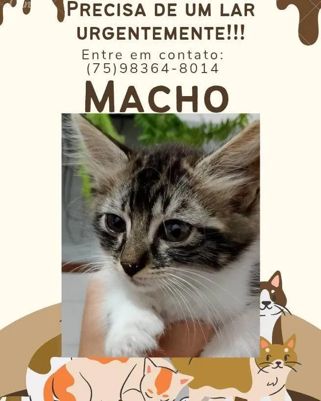 Gato ra a Exótico idade Abaixo de 2 meses nome Algodão 