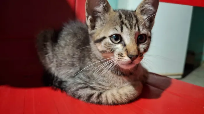Gato ra a SRD-ViraLata idade 2 a 6 meses nome Zoe