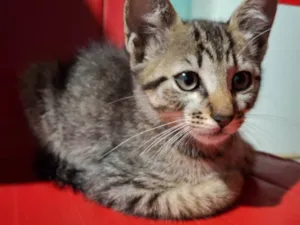 Gato raça SRD-ViraLata idade 2 a 6 meses nome Zoe
