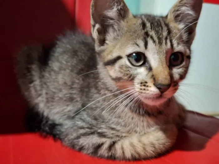 Gato ra a SRD-ViraLata idade 2 a 6 meses nome Zoe
