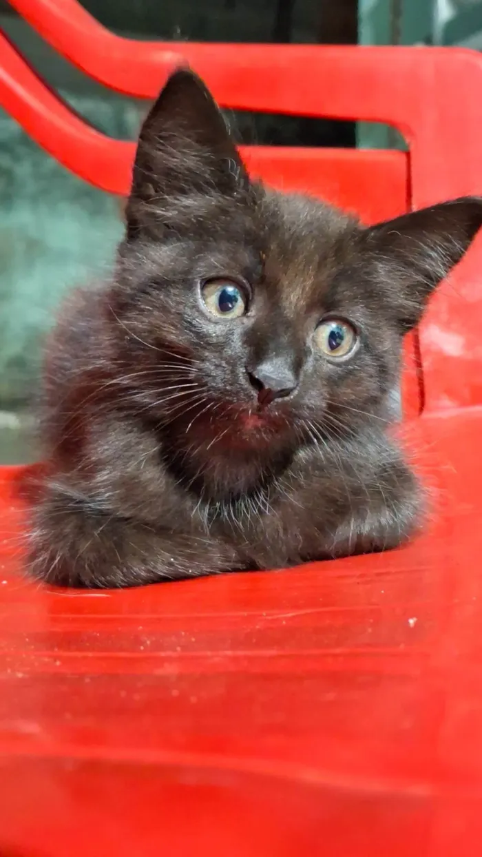 Gato ra a SRD-ViraLata idade 2 a 6 meses nome Lua
