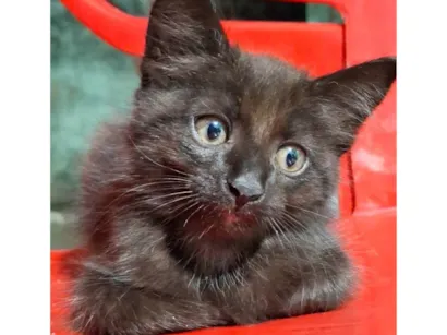 Gato raça SRD-ViraLata idade 2 a 6 meses nome Lua