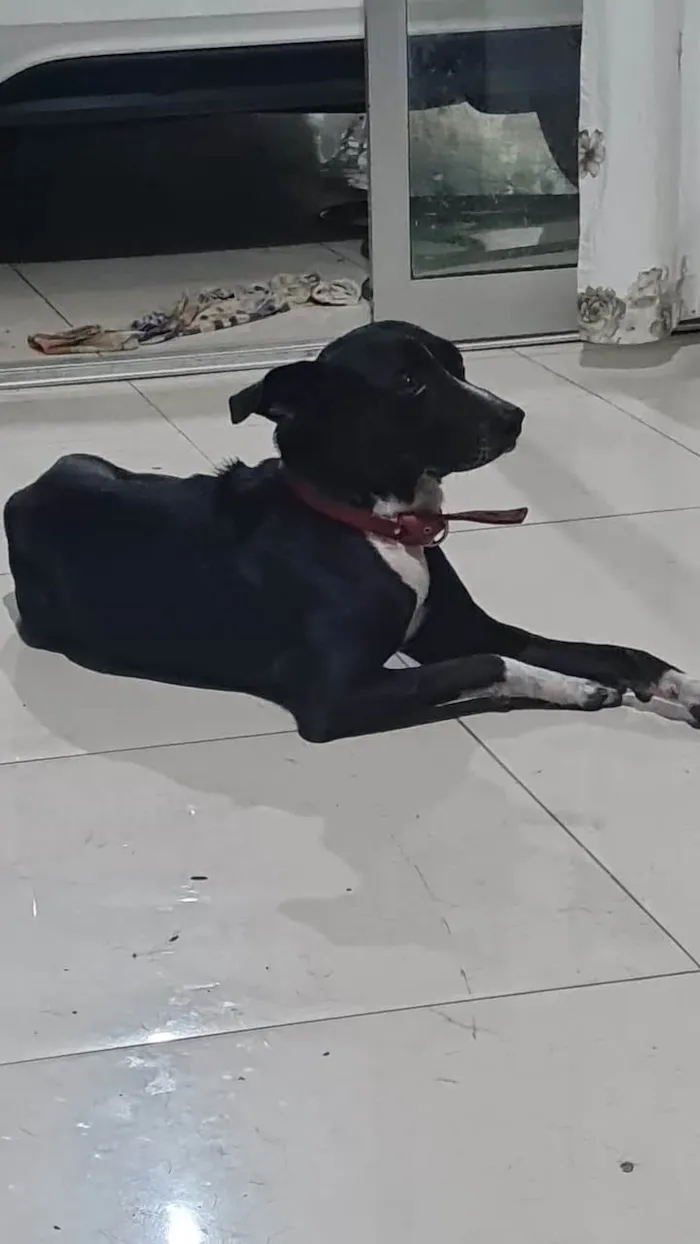 Cachorro ra a SRD-ViraLata idade 4 anos nome Daniel Moraes (Nome do Cão: NEGÃO)