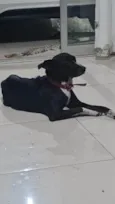 Daniel Moraes (Nome do Cão: NEGÃO)