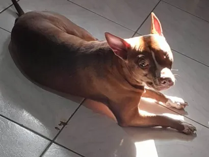 Cachorro raça Pit-Bull idade 1 ano nome Estrela