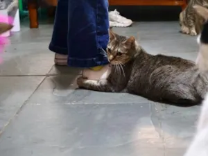 Gato raça SRD-ViraLata idade 3 anos nome Arwen