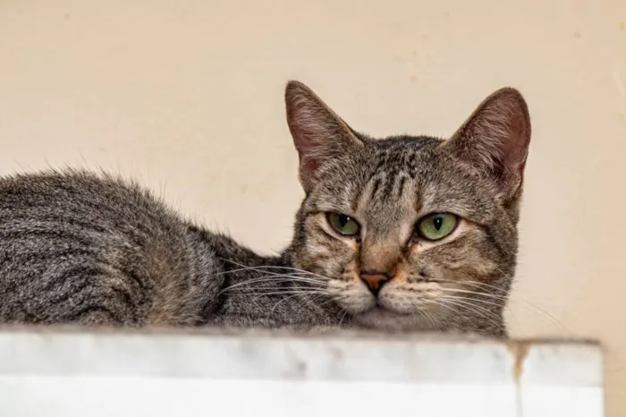 Gato ra a SRD-ViraLata idade 3 anos nome Arwen