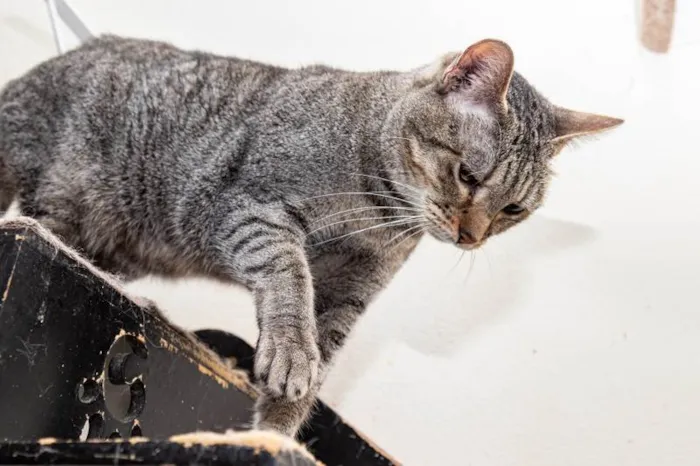 Gato ra a SRD-ViraLata idade 3 anos nome Arwen