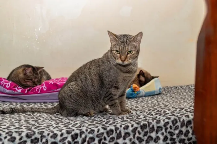 Gato ra a SRD-ViraLata idade 3 anos nome Arwen