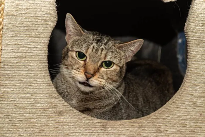 Gato ra a SRD-ViraLata idade 3 anos nome Arwen