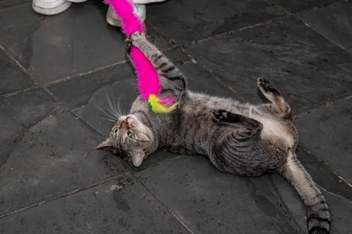Gato ra a SRD-ViraLata idade 3 anos nome Arwen