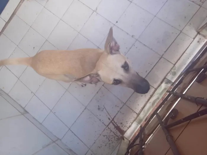 Cachorro ra a SRD-ViraLata idade 2 a 6 meses nome Bela