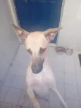 Bela