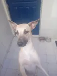Bela