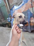 Bela