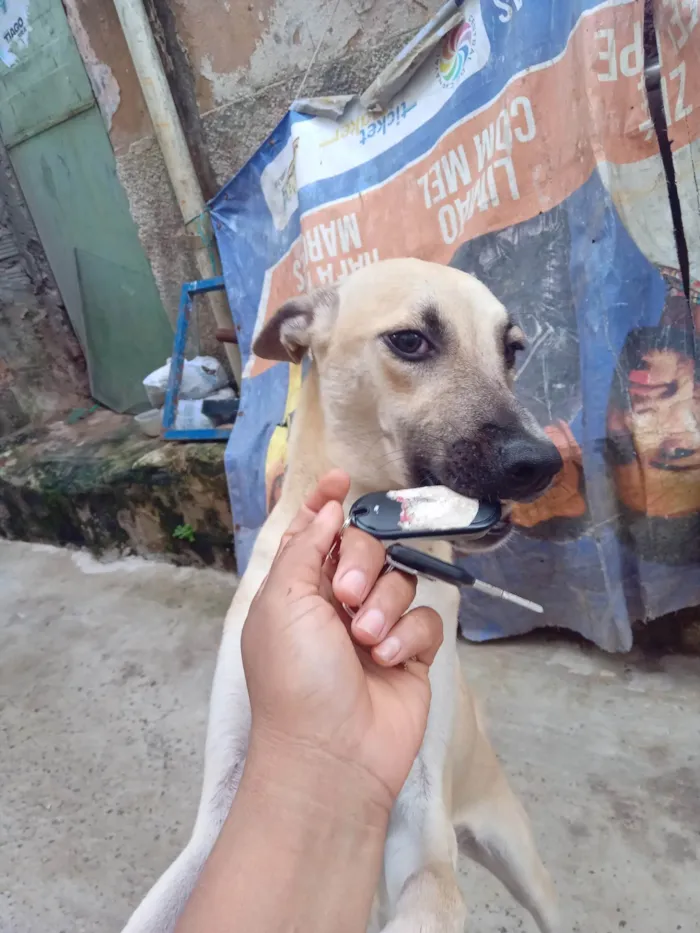 Cachorro ra a SRD-ViraLata idade 2 a 6 meses nome Bela