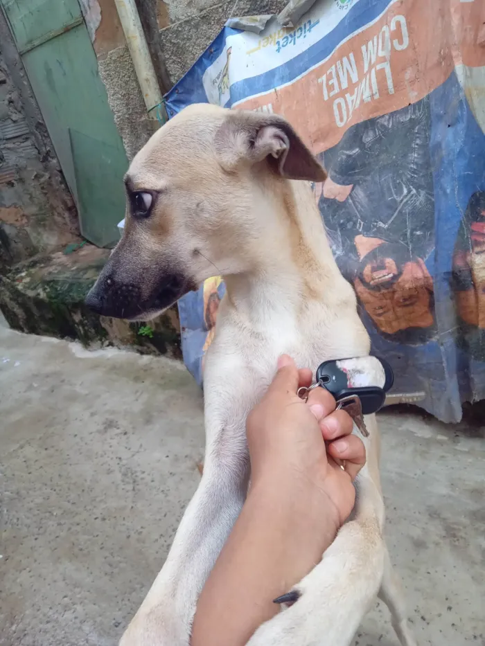 Cachorro ra a SRD-ViraLata idade 2 a 6 meses nome Bela