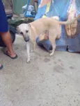 Bela