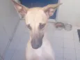 Bela