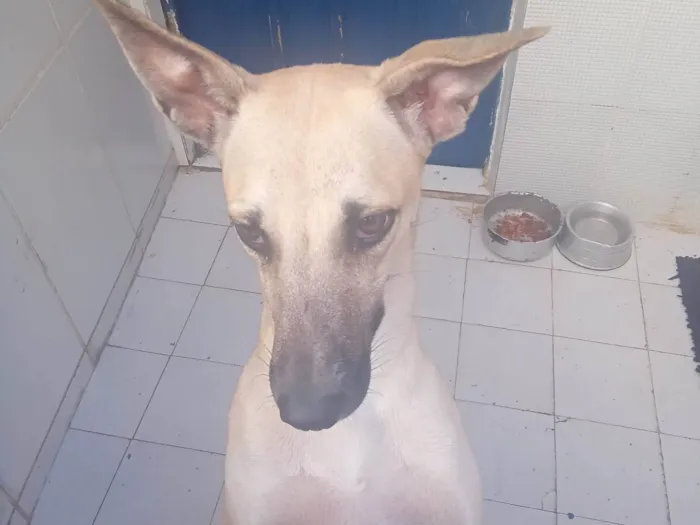 Cachorro ra a SRD-ViraLata idade 2 a 6 meses nome Bela