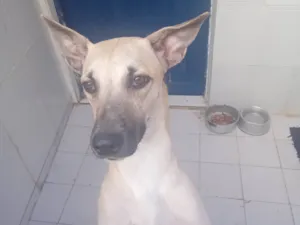 Cachorro raça SRD-ViraLata idade 2 a 6 meses nome Bela