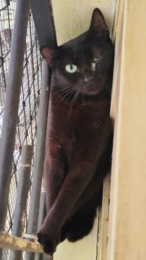 Gato raça SRD-ViraLata idade 1 ano nome Babette