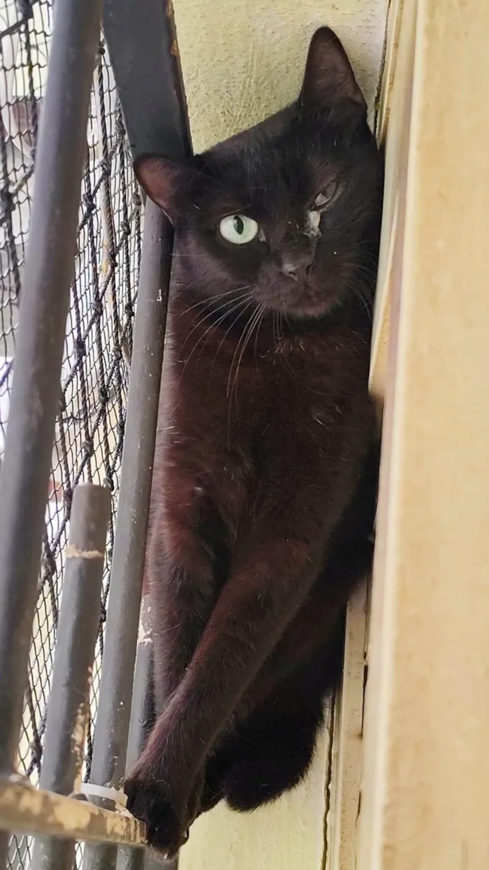 Gato ra a SRD-ViraLata idade 1 ano nome Babette